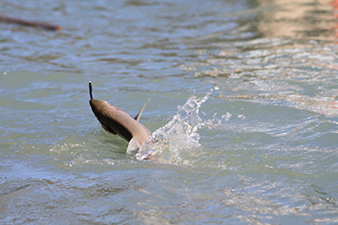 Clear Creek Fly Casting Fish On