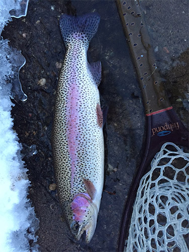 Clear Creek Fly Casting